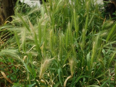 Hordeum murinum, photographed by Alexis Tinker-Tsavalas