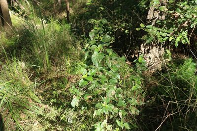 Lantana camara, photographed by Greg Tasney