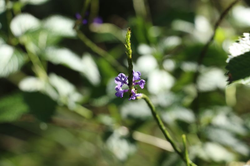 Stachytarpheta cayennensis, photographed by Greg Tasney