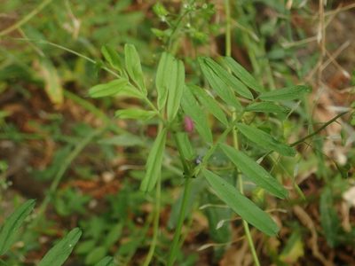 Vicia sativa, photographed by Alexis Tinker-Tsavalas
