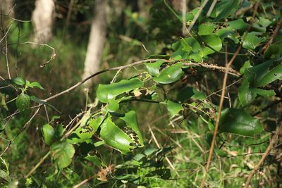 Smilax australis, photographed by Greg Tasney
