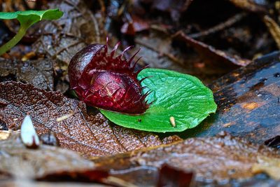 Corybas fimbriatus, photographed by Brendan Costello
