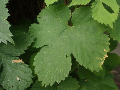 Humulus lupulus, photographed by Alexis Tinker-Tsavalas