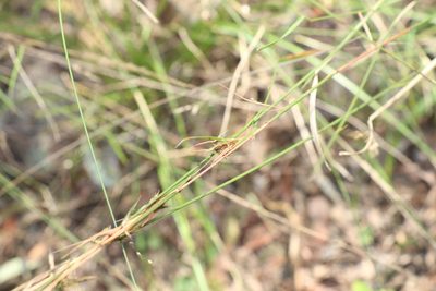 Cymbopogon refractus, photographed by Greg Tasney