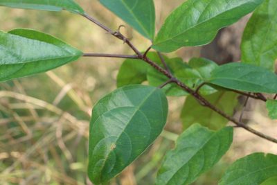 Clerodendrum floribundum, photographed by Greg Tasney