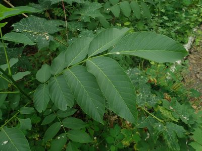 Juglans regia, photographed by Alexis Tinker-Tsavalas