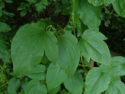 Clematis vitalba, photographed by Alexis Tinker-Tsavalas