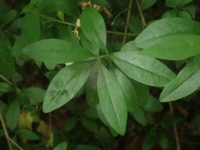Ligustrum vulgare, photographed by Alexis Tinker-Tsavalas