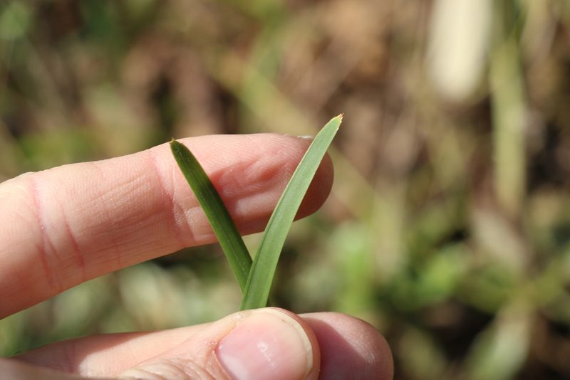 Lomandra filiformis, photographed by Greg Tasney