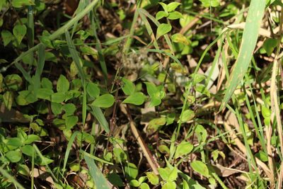 Callisia repens