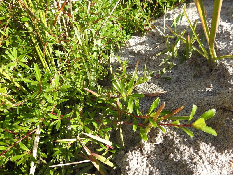 Cliffortia ferruginea, photographed by Paul Emms