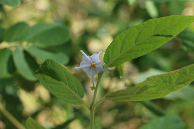 Solanum stelligerum, photographed by Greg Tasney