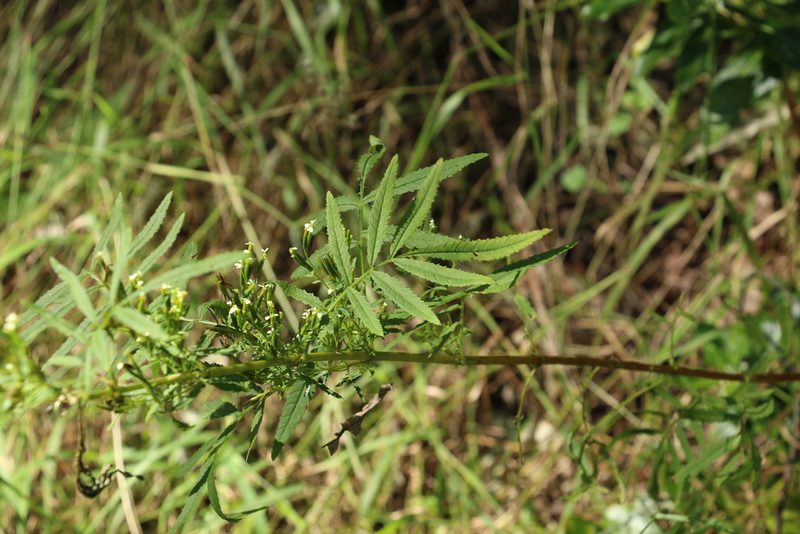 Tagetes minuta, photographed by Greg Tasney