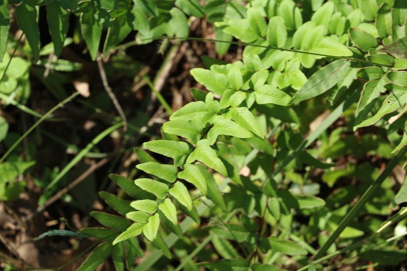 Choristosoria viridis, photographed by Greg Tasney