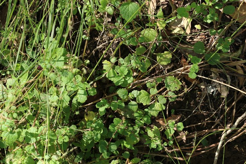 Coleus australis, photographed by Greg Tasney