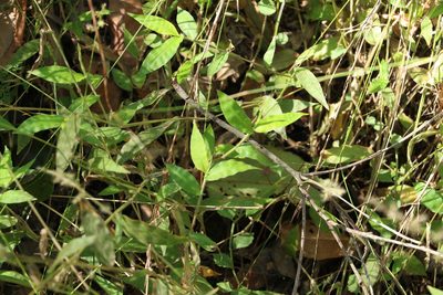Oplismenus hirtellus, photographed by Greg Tasney