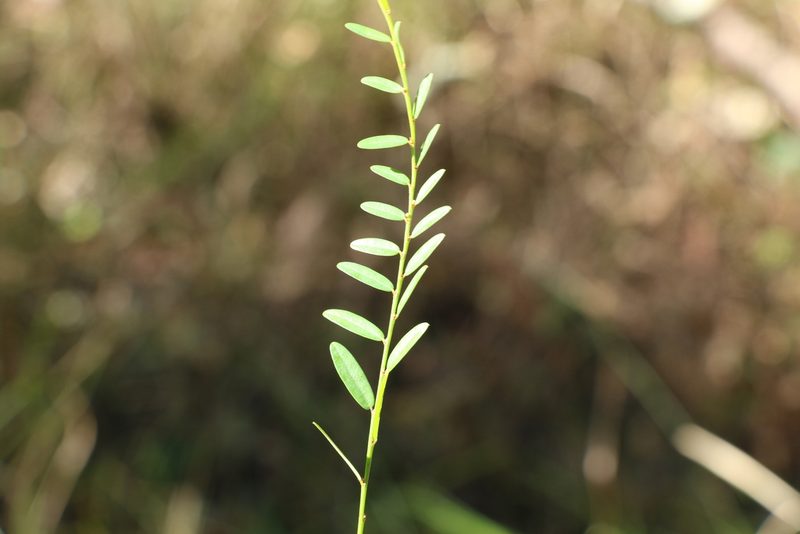 Phyllanthus virgatus, photographed by Greg Tasney