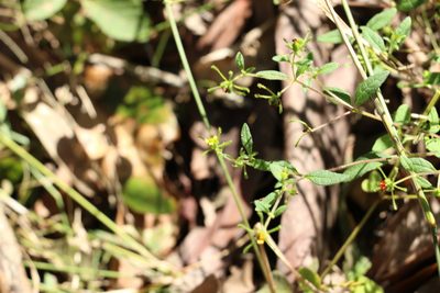 Sigesbeckia orientalis, photographed by Greg Tasney