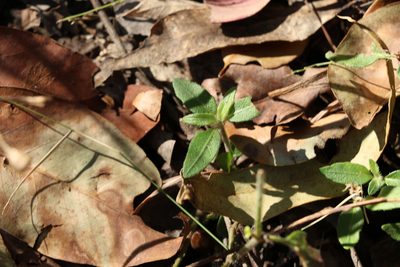 Brunoniella australis, photographed by Greg Tasney