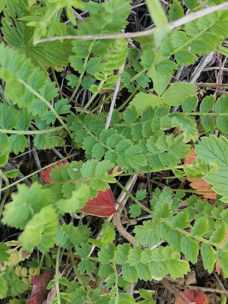 Potentilla pimpinelloides, photographed by Miriam