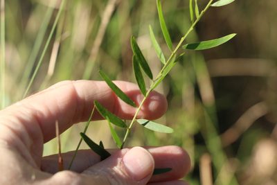 Acacia fimbriata, photographed by Greg Tasney