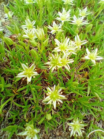 Adenonema cherleriae, photographed by Владимир Преловский