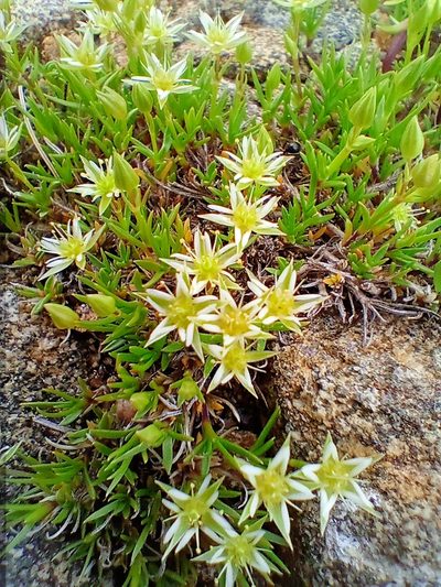 Adenonema cherleriae, photographed by Владимир Преловский