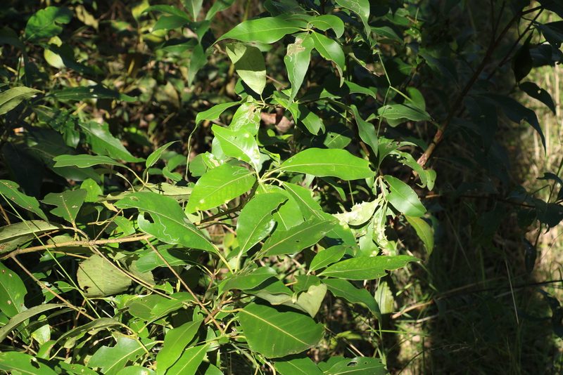 Lophostemon confertus, photographed by Greg Tasney
