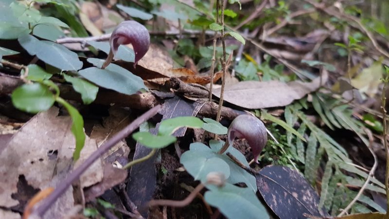 Corybas aconitiflorus, photographed by Sofia Zvolanek