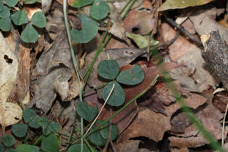 Pullenia gunnii, photographed by Greg Tasney