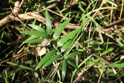 Geitonoplesium cymosum, photographed by Greg Tasney