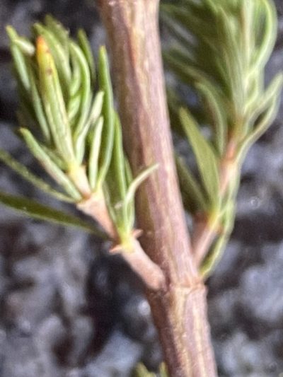 Anthospermum spathulatum, photographed by Christina