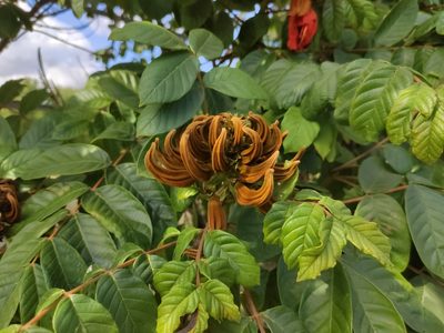 Spathodea campanulata, photographed by Augustin Soulard
