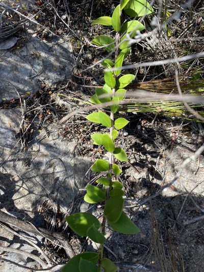 Robsonodendron maritimum, photographed by Christina