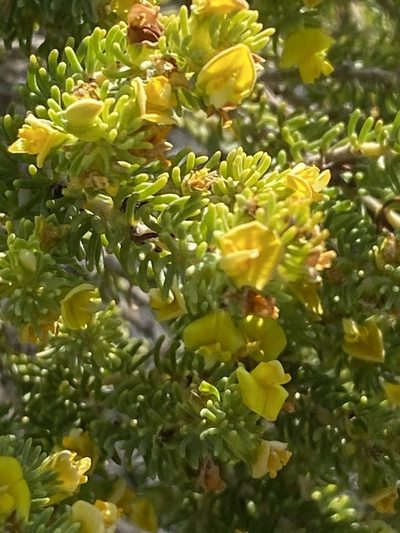 Aspalathus pallescens, photographed by Christina