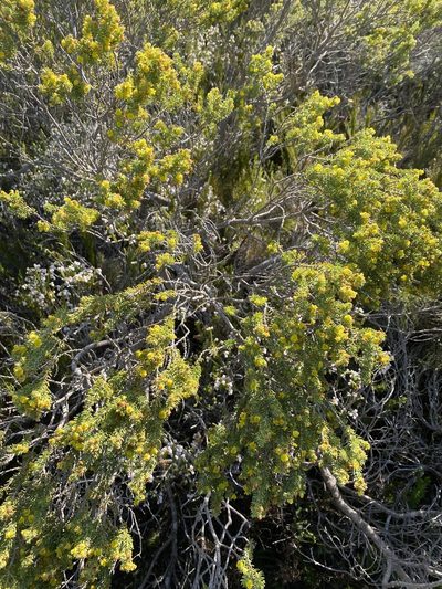 Aspalathus pallescens, photographed by Christina