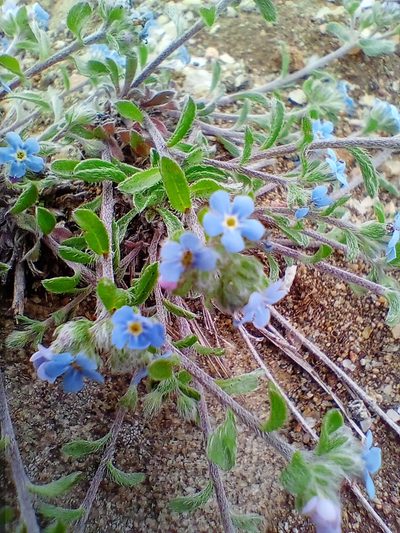Amblynotus rupestris, photographed by Владимир Преловский
