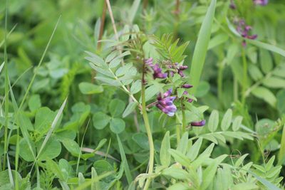 Vicia sepium, photographed by Tatiana Strus