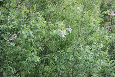 Salix cinerea, photographed by Tatiana Strus