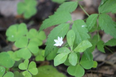 Lysimachia europaea, photographed by Tatiana Strus