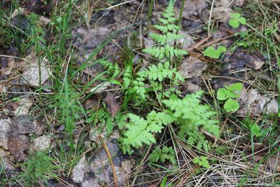 Dryopteris carthusiana, photographed by Tatiana Strus