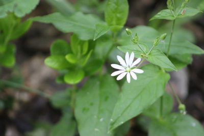 Stellaria bungeana, photographed by Tatiana Strus