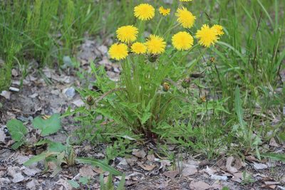 Taraxacum scariosum, photographed by Tatiana Strus