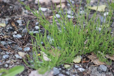 Equisetum arvense, photographed by Tatiana Strus
