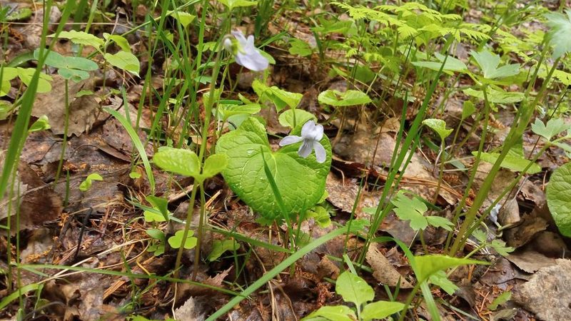 Viola epipsila, photographed by Tatiana Strus