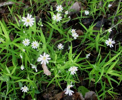 Rabelera holostea, photographed by Эльмира