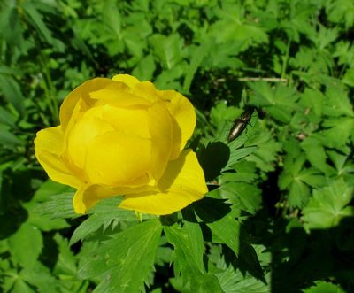 Trollius europaeus, photographed by Эльмира