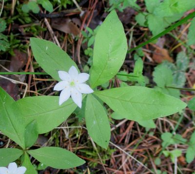 Lysimachia europaea, photographed by Эльмира