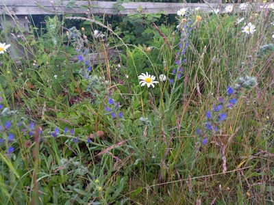 Echium vulgare, photographed by Clare Edwards