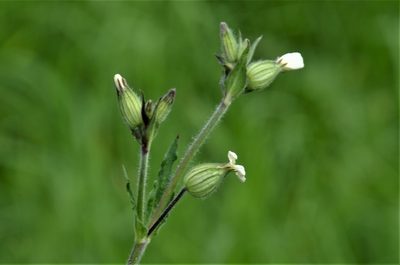 Silene latifolia, photographed by E. A.